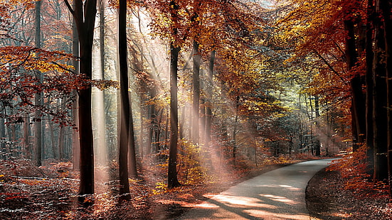 деревья, природа, пейзаж, деревья, лес, ветка, солнечные лучи, дорога, осень, листья, тень, растения, HD обои HD wallpaper