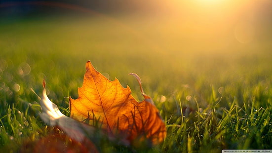乾燥した葉、カエデの葉、自然、マクロ、葉、草の浅いフォーカス写真、 HDデスクトップの壁紙 HD wallpaper