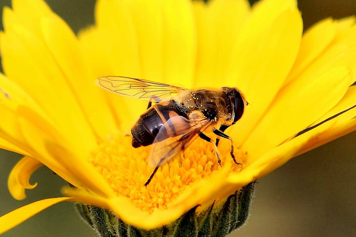 медена пчела на цвете, ПЧЕЛКА! мед, пчелна пчела, цвете, макро, жълто, насекомо, цветен прашец, бъг, Sigma 70, DG, увеличение, канон, 600d, крило, крила, уловени, дрон муха, природа, пчела, близък план, животно, HD тапет
