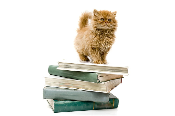 short-coated brown cat, kitten, furry, book, HD wallpaper