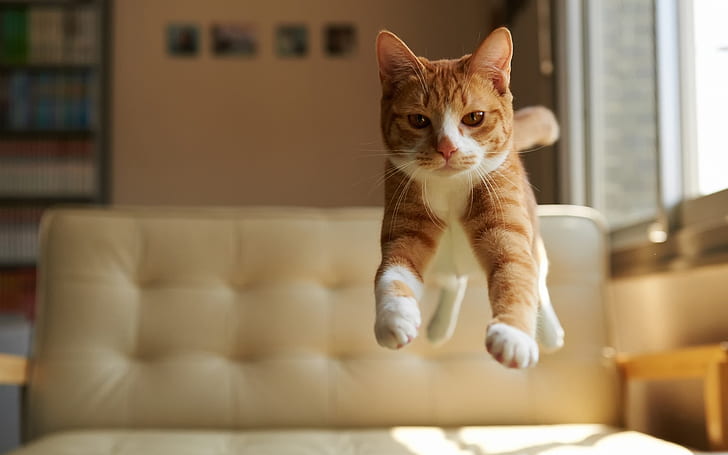 Kedi atlama, ev, kedi, atlama, ev, HD masaüstü duvar kağıdı