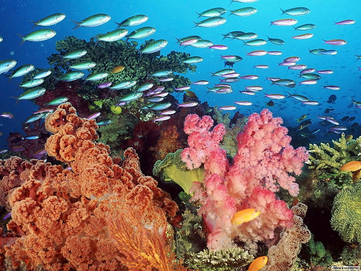 البحر ، تحت الماء ، الأسماك ، المرجان، خلفية HD