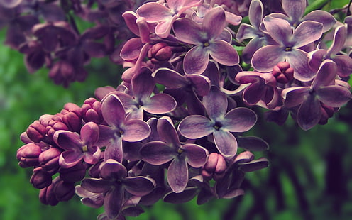 lila Blumen, Blumen, Flieder, Natur, HD-Hintergrundbild HD wallpaper