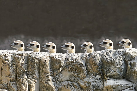 animali, molti, meerkat, pietre, Suricata, Suricatta, Sfondo HD HD wallpaper