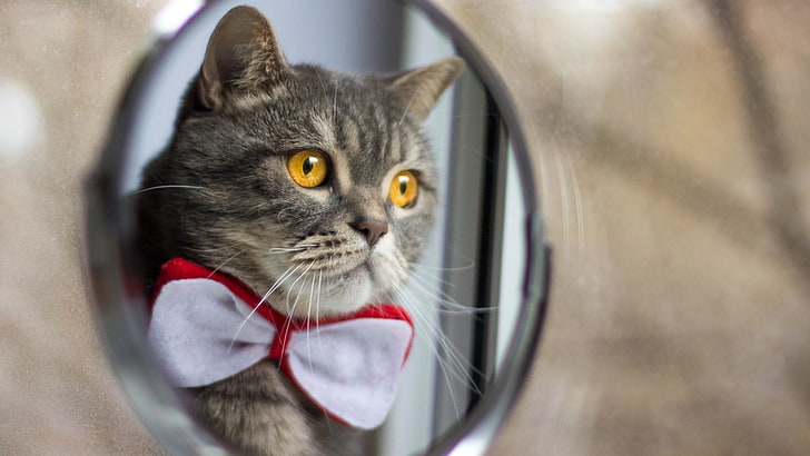 kucing abu-abu, kucing, bowtie, hewan, cermin, Wallpaper HD