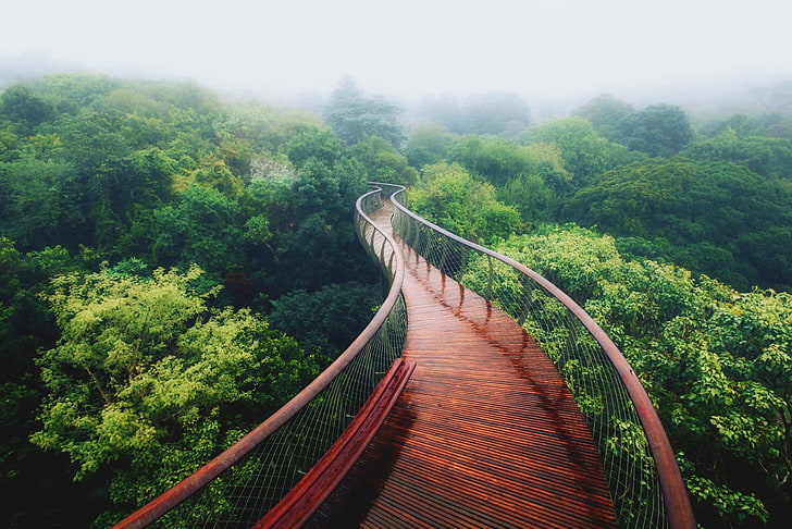 ponte di legno marrone, alberi, sentiero, Sfondo HD