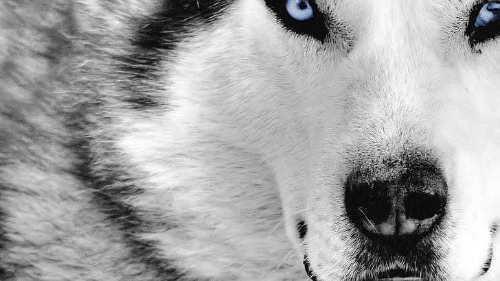 animals, dog, Siberian Husky, closeup, HD wallpaper