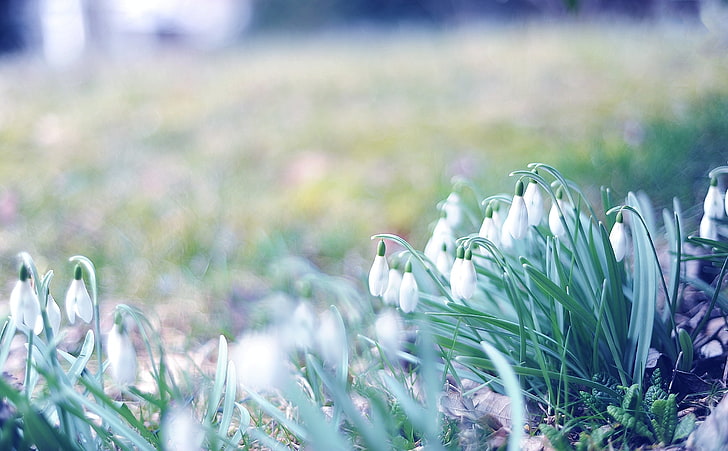 الزهور البيضاء ، الربيع ، قطرات الثلج ، العشب ، الضوء ، المسيرة، خلفية HD