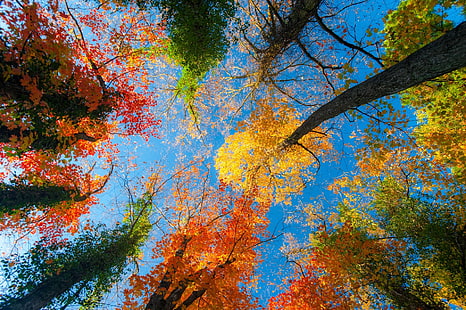 есен, дървета, цветни, небесно синьо, ясно небе, оранжево, жълто, синьо, зелено, природа, HD тапет HD wallpaper