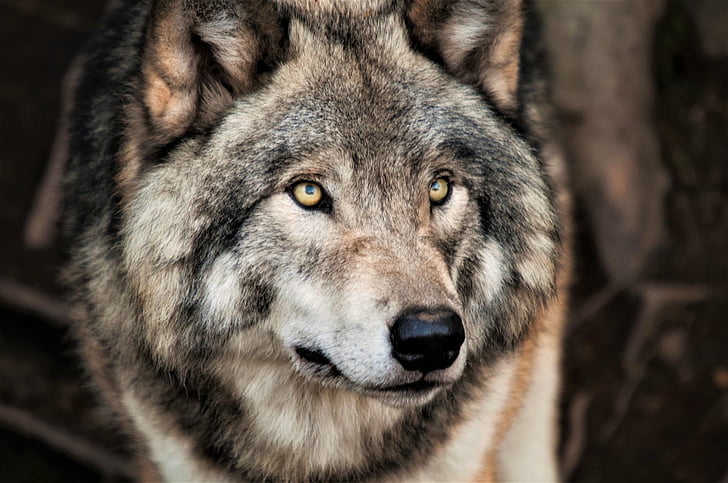 Животно, вълк, лице, сив вълк, дива природа, хищник (животно), HD тапет