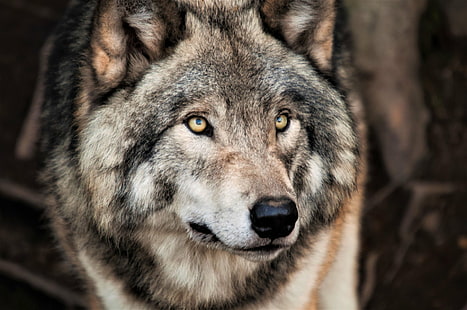 Animal, Wolf, Face, Grey Wolf, Wildlife, predator (Animal), HD wallpaper HD wallpaper