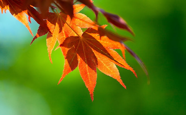 Hanging Leaves, maple leaf, Seasons, Autumn, Leaves, japanese maple, hanging, HD wallpaper