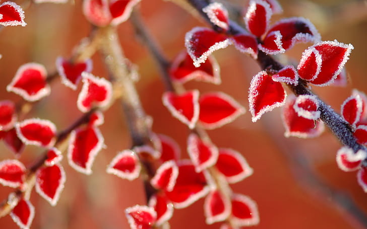 Foglie di gelo, foglie rosse, Sfondo HD