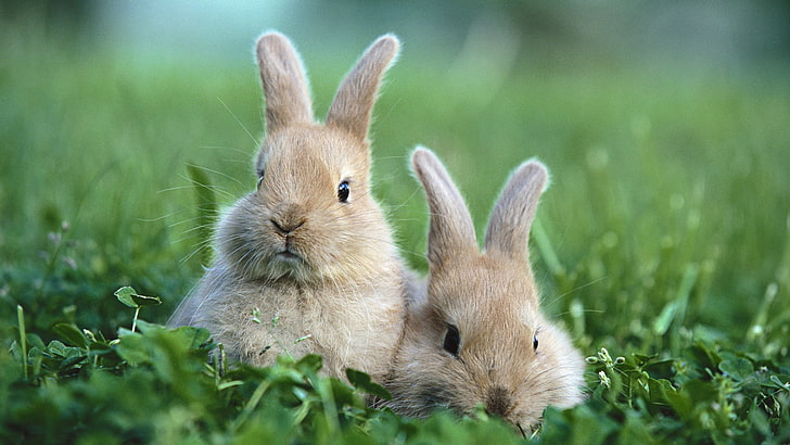 bunny, rabbit, hare, mammal, cute, animal, fur, easter, rodent, ear, pets, fluffy, pet, domestic, furry, wood rabbit, sitting, funny, studio, tame, HD wallpaper