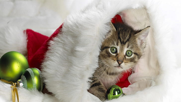 Christmas Kitten HD, cat, christmas, kitten, HD wallpaper
