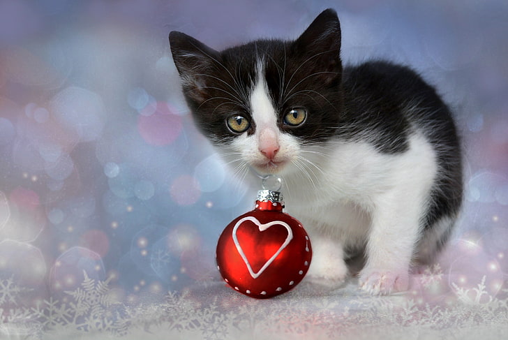 animal, baby, christmas, cute, heart, holiday, kitten, ornaments, HD wallpaper