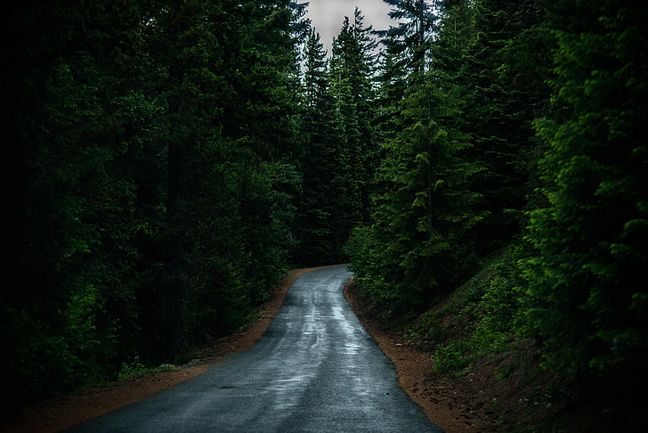 nature, trees, road, HD wallpaper
