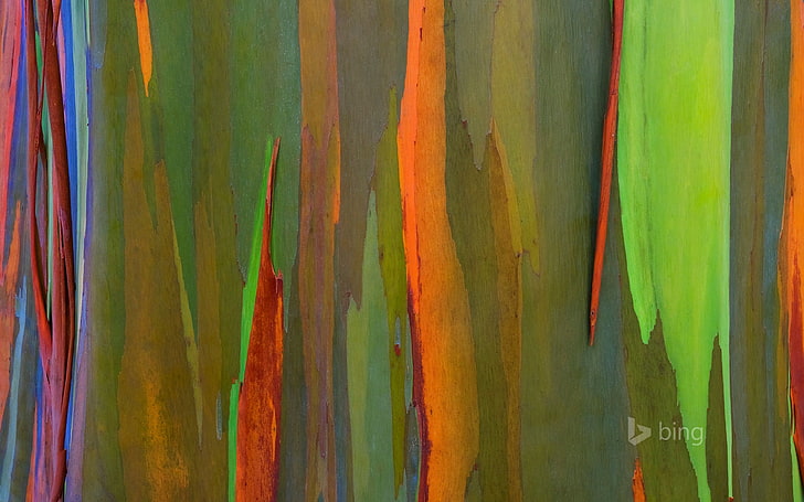 nature, tree, color, Hawaii, bark, Maui, rainbow eucalyptus, HD wallpaper