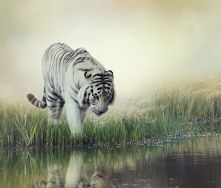 Biały tygrys w paski, malowanie białego tygrysa, woda, biały, tło, rozmycie, trawa, paski, tygrys, biały tygrys, podlewanie, Tapety HD