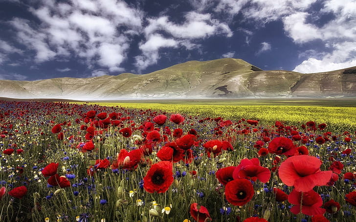 Castelluccio, Umbria, Italy, field, poppies, blossoms, mountains, summer, HD wallpaper