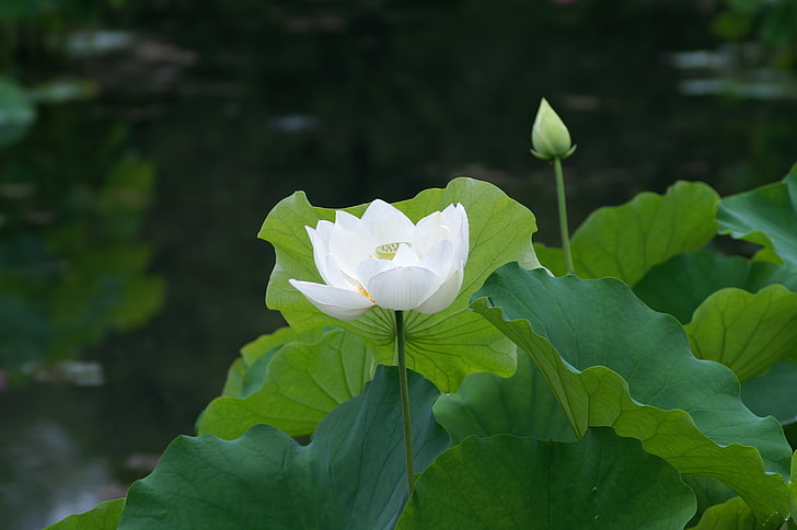 fleur de lotus blanc, blanc, feuilles, étang, lotus, lis, lis d'eau, Fond d'écran HD
