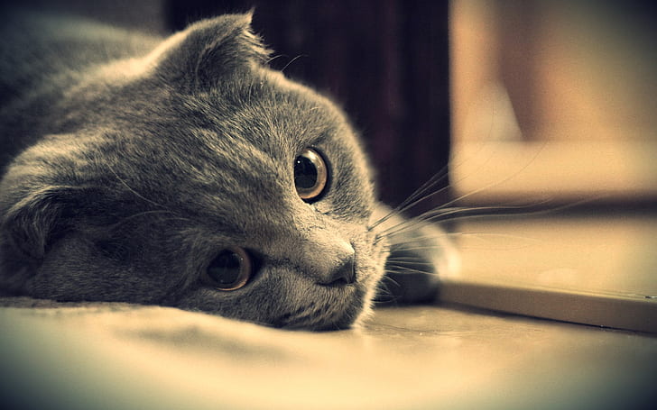 Серые кошачьи глаза крупным планом, Серый, Кошка, Глаза, HD обои