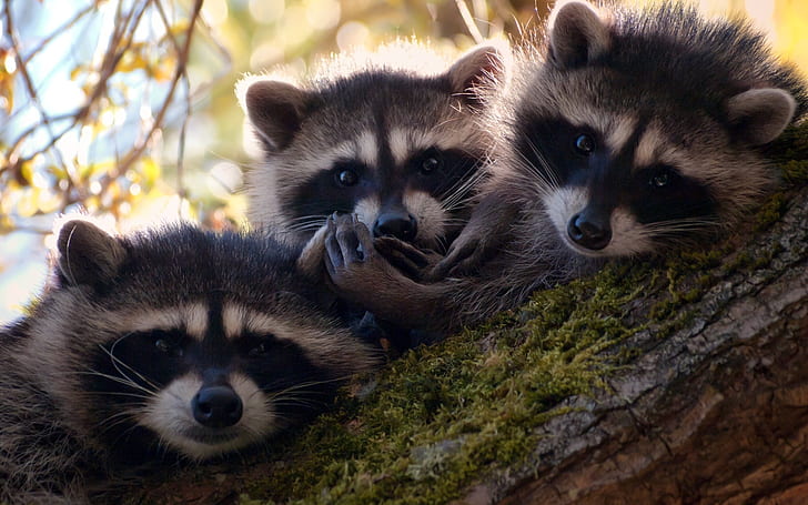 Three cute raccoons, Three, Cute, Raccoons, HD wallpaper