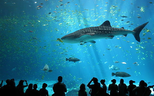 аквариумы с акулами аквариум 1680x1050 животные рыбки HD Art, FISH, аквариумы, HD обои HD wallpaper