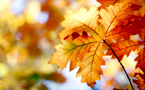 Nice Autumn Leaves, Nature, Autumn, yellow, Wallpaper HD HD wallpaper