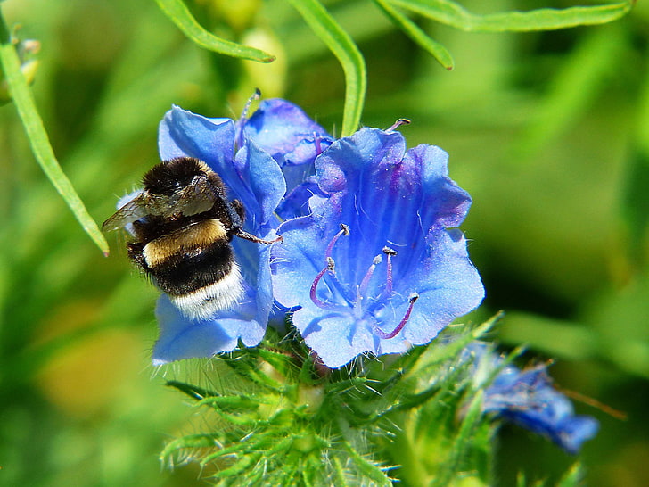 bellflower, close, flower meadow, hummel, insect, pointed flower, pollen, pollination, HD wallpaper