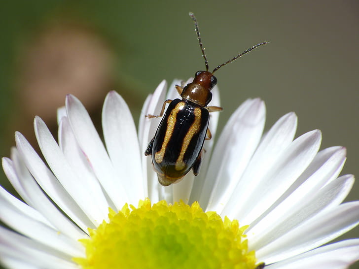 การถ่ายภาพเฉพาะจุดของแมลงบนดอกเดซี่เลือกโฟกัสการถ่ายภาพแมลงเดซี่แมลงดอกไม้ Bettle เอสคาราบาโจมาโครธรรมชาติระยะใกล้ด้วงสัตว์พืชฤดูร้อนสีเขียว, วอลล์เปเปอร์ HD