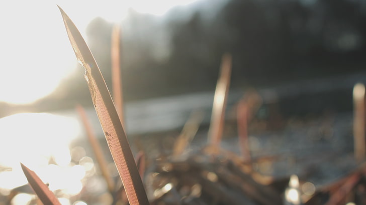 선형 갈색 잎, 호수, HD 배경 화면