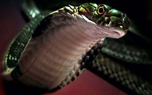 Snake Cobra, snake, cobra, HD wallpaper HD wallpaper