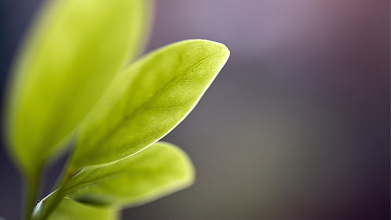 planta folheada verde, folhas verdes, macro, folhas, fotografia, plantas, HD papel de parede HD wallpaper