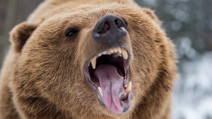 Bears, Bear, Grizzly, Roar, HD wallpaper