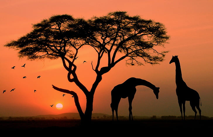 Жираф в Африке, силуэт жирафа, Африка, птица, жираф, красный, силуэт, небо, закат, HD обои