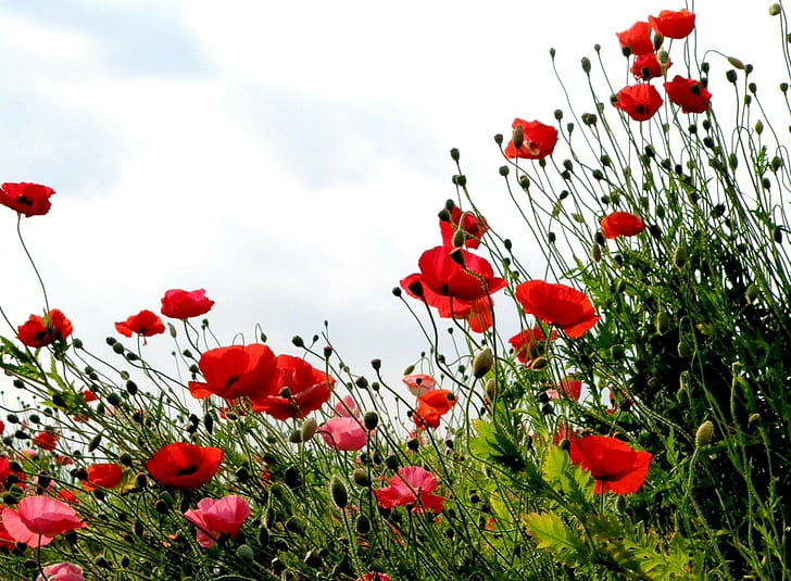 Poppies, Field, Summer, Sky, Verdure, Grass, HD wallpaper