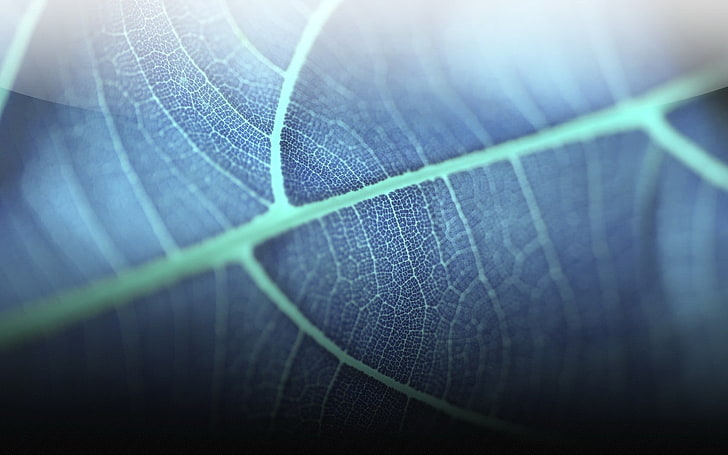 closeup photography of leaf, blue leaf plant, leaves, macro, nature, plants, HD wallpaper