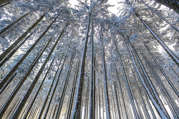 musim dingin, pandangan mata cacing, pohon, Wallpaper HD