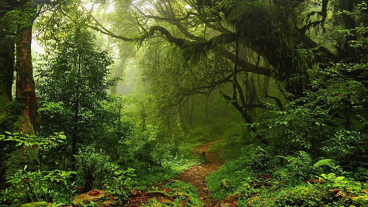 горска пътека, пътека, растителност, гора, старообразна гора, природа, пътека, зелена гора, гориста местност, крайречна гора, пустиня, HD тапет