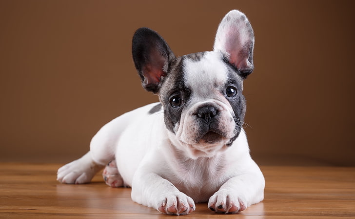 white and black French bulldog puppy, puppy, breed, French bulldog, HD wallpaper