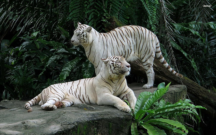 Djur, djur, 1920x1200, White Tiger, tiger, HD djurpapper, White Tiger wallpapers, HD tapet
