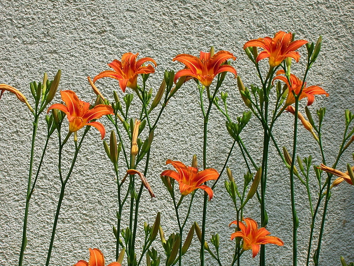 fiori d'arancio, gigli, fiori, muro, alcuni, Sfondo HD