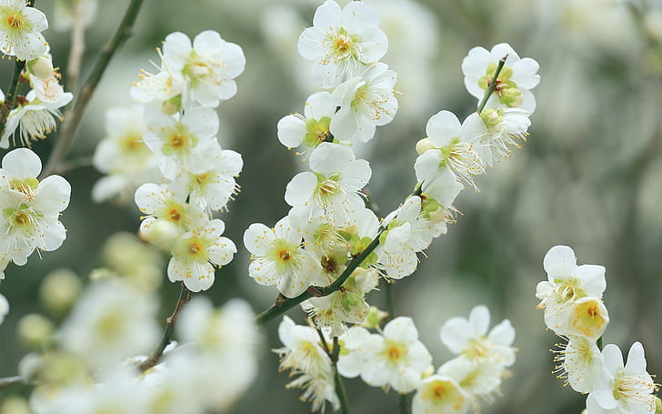 Веточки, белые цветы вишни, цвести, весна, боке, веточки, белые, вишня, цветы, цвести, весна, боке, HD обои