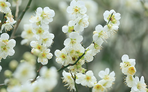 Białe kwiaty wiśni, kwiat, gałązki, wiosna, biała, wiśnia, kwiaty, kwiat, gałązki, wiosna, Tapety HD HD wallpaper