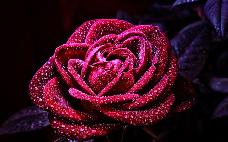 rote Rosenblume, Blumen, Natur, Makro, Rose, HD-Hintergrundbild
