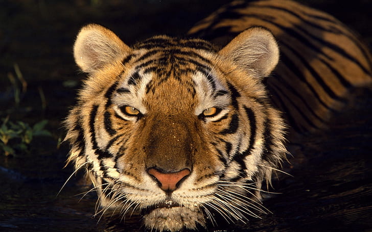 Tête de tigre, affiche de tigre, tigre, Fond d'écran HD