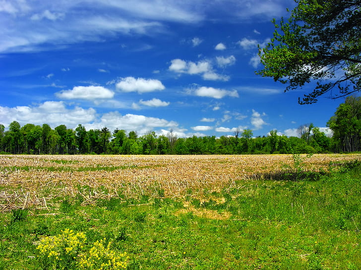 поле, покрытое зеленой и серой травой в дневное время, полдень, зеленый, серый, трава, покрытая, в дневное время, Пенсильвания, округ Монро, городок Тунханнок, Длинный пруд, заповедник, охрана природы, Поконос, пейзаж, облака, кучевые облака, сельский, весна, яркийсвет, творческое достояние, природа, сельская сцена, лето, синий, сельское хозяйство, на открытом воздухе, небо, дерево, луг, поле, ферма, земля, зеленый цвет, пейзажи, облако - небо, растение, HD обои