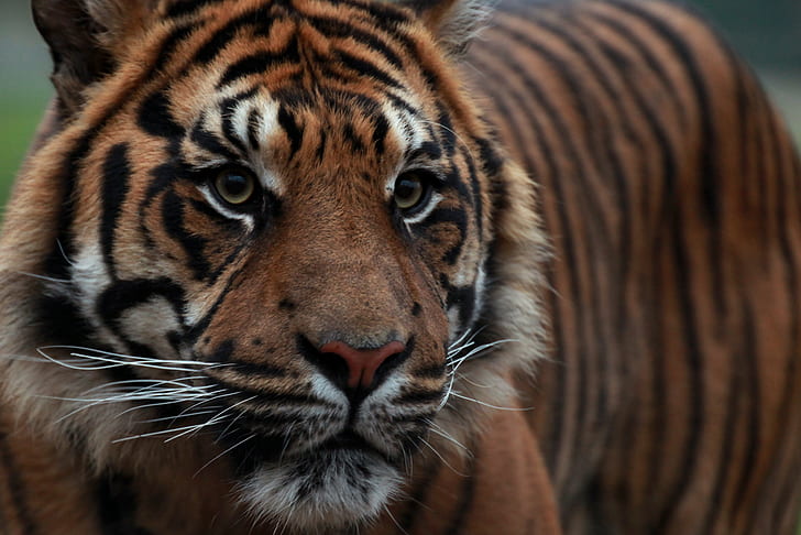 Sumatra, tigre, guarda, tigre, faccia, guarda, Sumatra, Sfondo HD