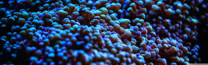 pink corals, nature, sea anemones, underwater, HD wallpaper